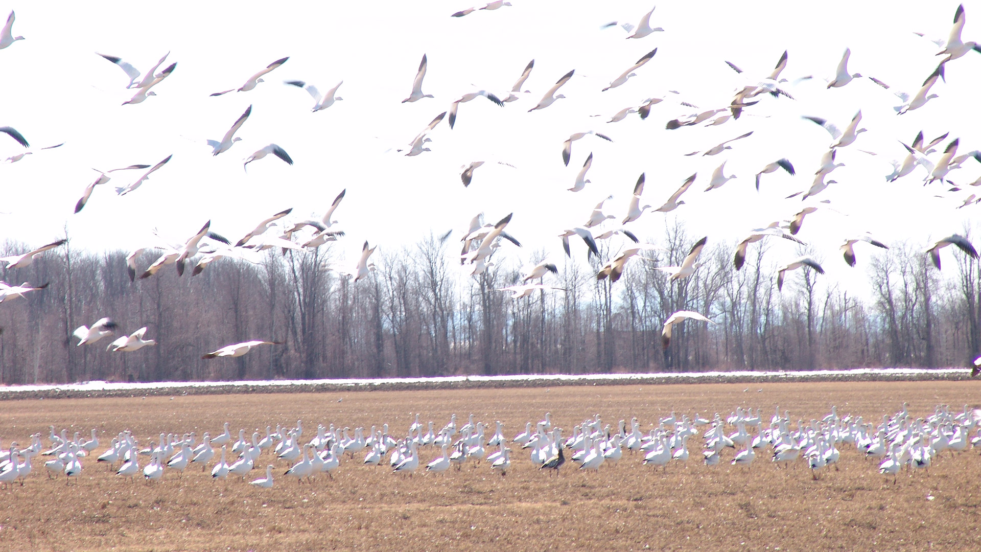 https://upload.wikimedia.org/wikipedia/en/d/dc/Ross_s_Goose_Missisquoi_Wildlife_Refuge_Lake_Champlain.jpg